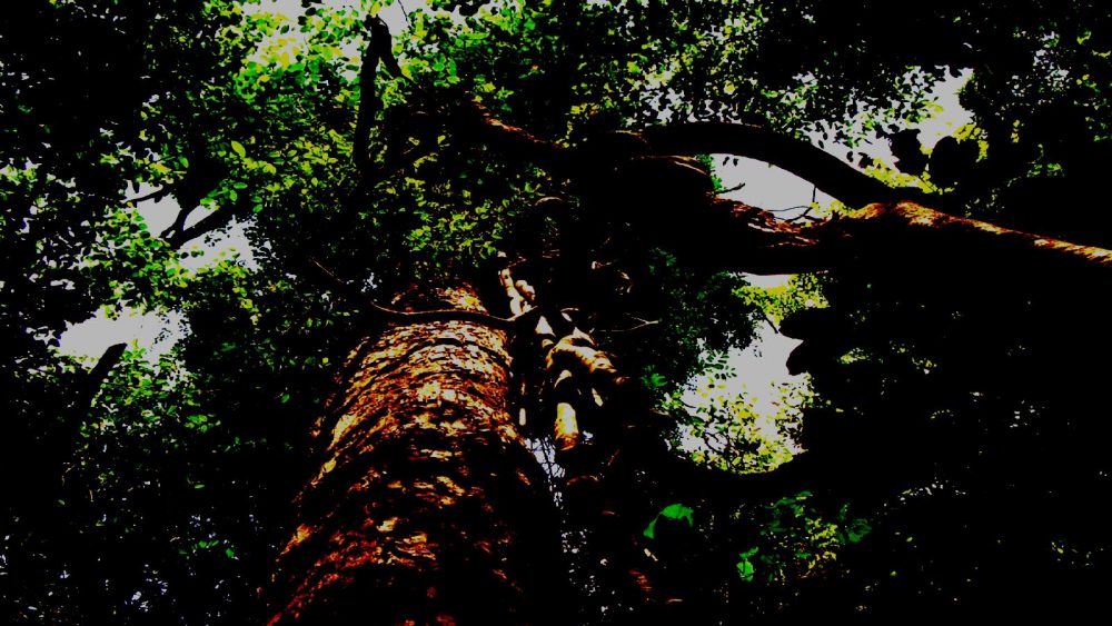 Cây gỗ nguyên sinh trong vườn quốc gia Phú Quốc