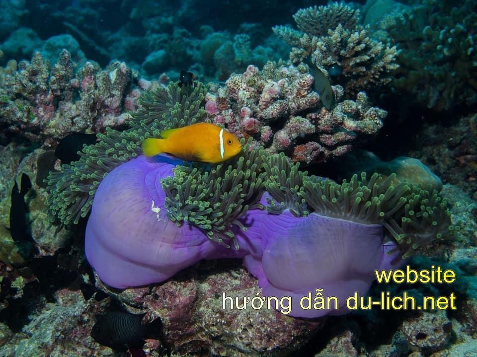 Không biết bơi bạn vẫn có thể lặn xuống để ngắm san hô nếu đeo mặt nạ, áo phao, ống thở