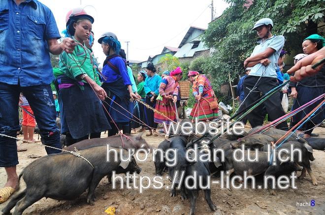 Hình ảnh mua bán lợn giống ở chợ phiên Sà Phìn Hà Giang