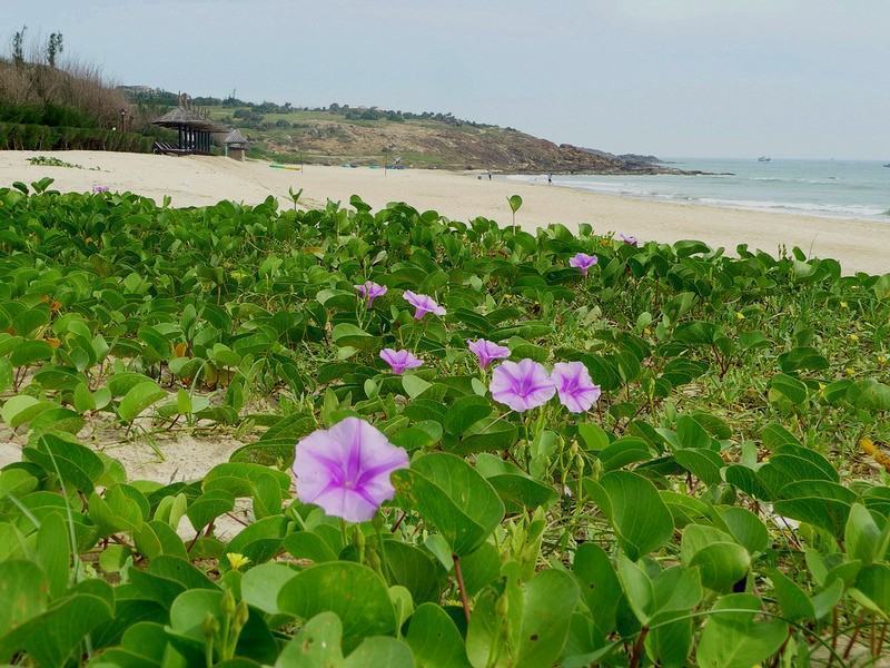 Hình ảnh hoa muống biển trên đảo Hòn Một