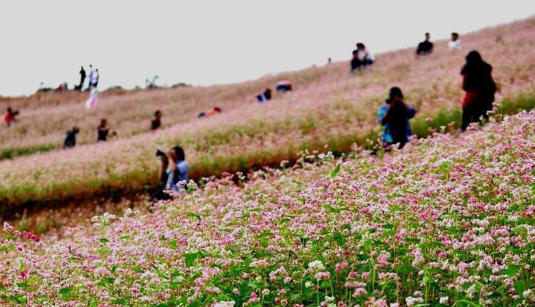 Những địa điểm có nhiều hoa đẹp để chụp ảnh đăng fb tại Đồng Văn là chỗ này