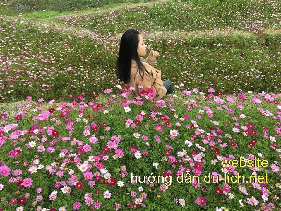 Hoa canh buom Sapa (1)