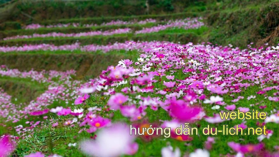 Hoa canh buom Sapa (2)