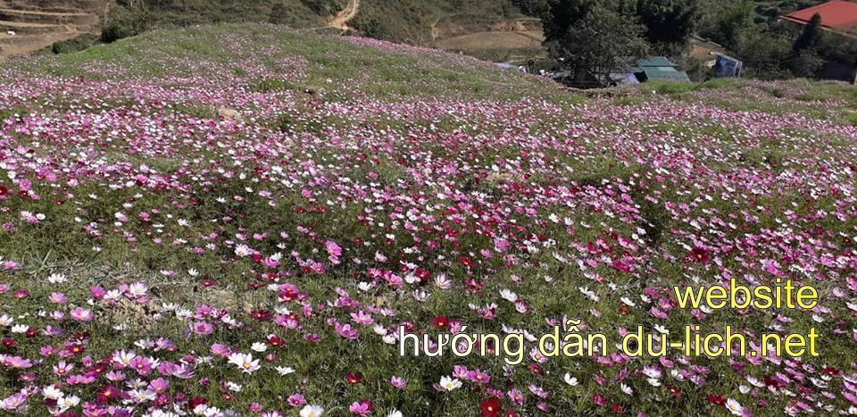 Hoa canh buom Sapa (6)