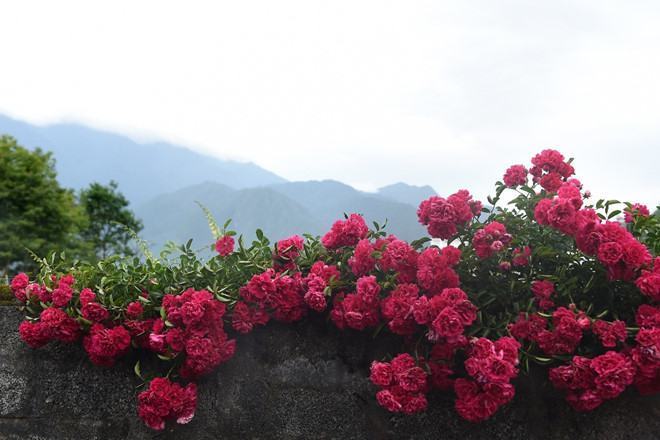 Loài hoa hồng leo mọc trên khu du lịch cáp treo Fansipan