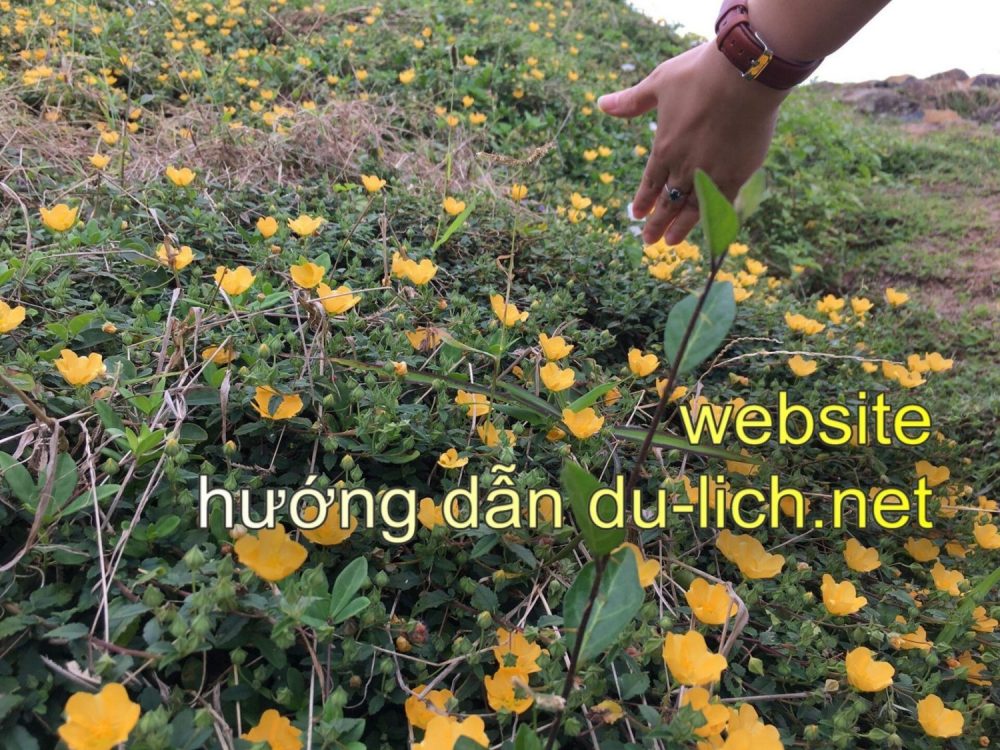 Hoa vàng cỏ xanh ở Phú Yên