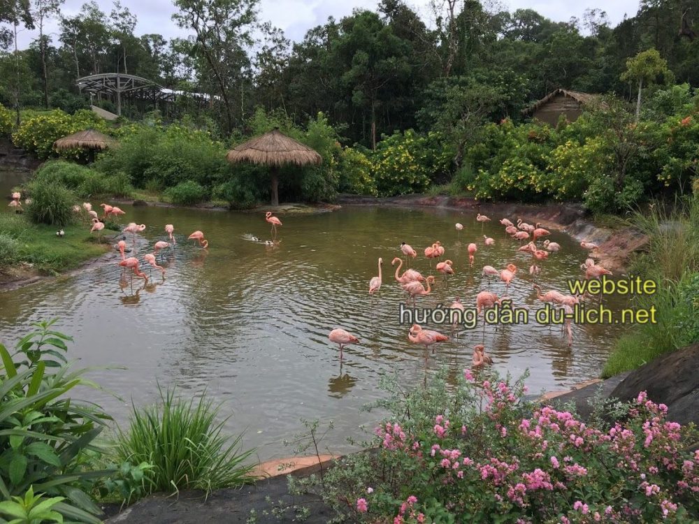 Kinh nghiệm đi Safari Phú Quốc (Review): Bầy hồng hạc và chim cò nói chung