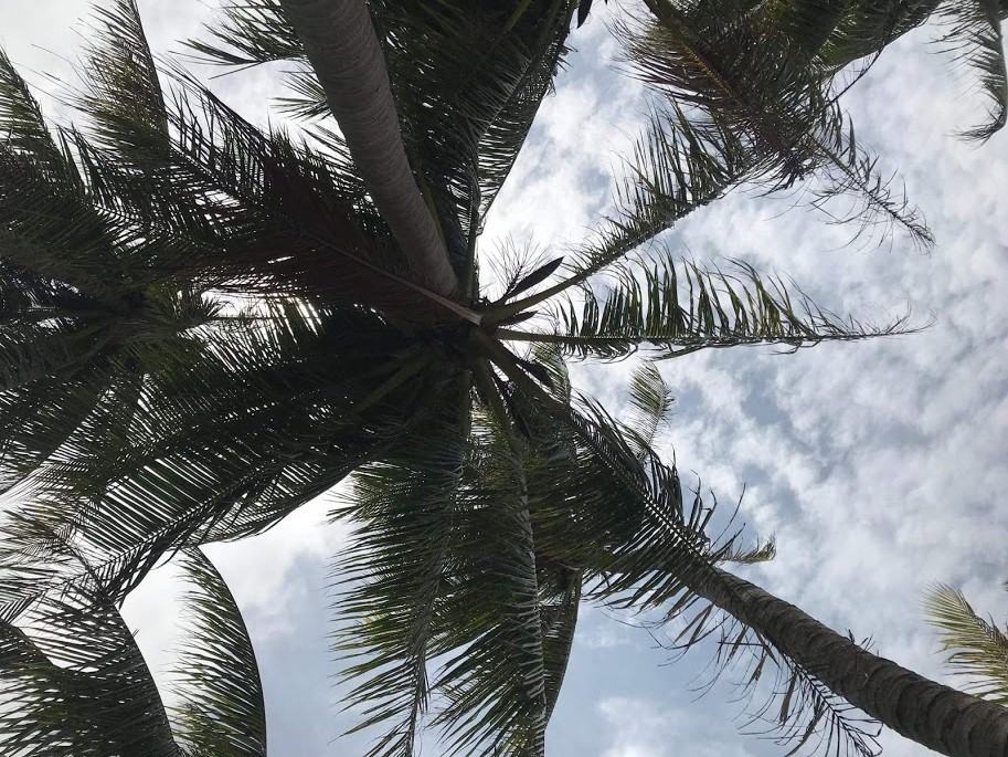 Hình ảnh những rặng dừa ở Bãi Trào