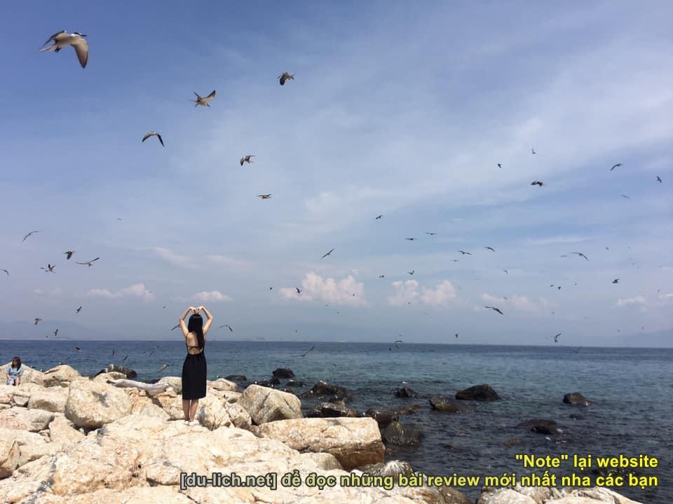 Đàn chim yến trên đảo Yến (1)