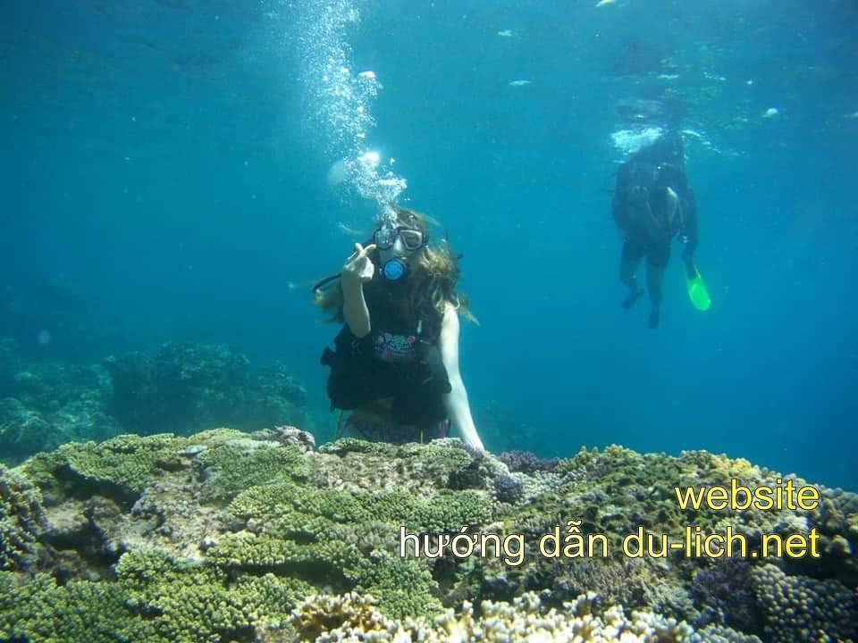 Lặn ngắm san hô ở đảo Yến (không được đẹp như Hòn Mun)
