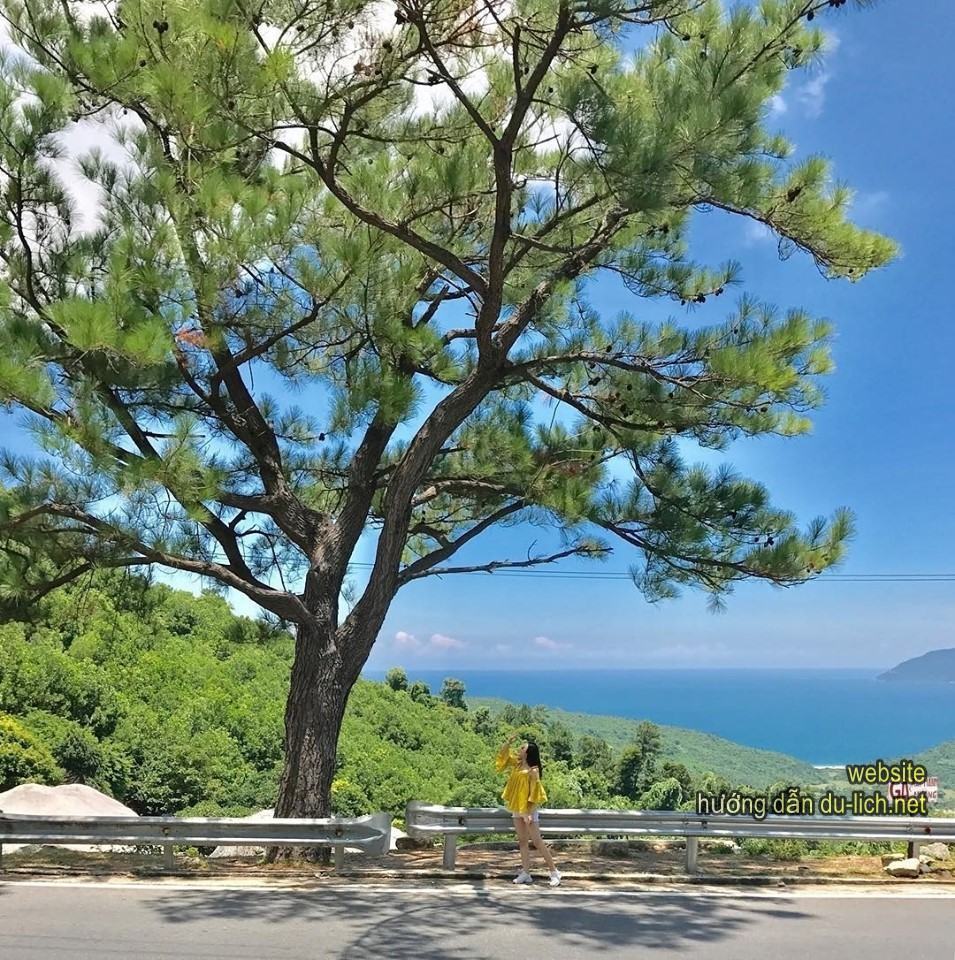 Hình ảnh cây thông cô đơn gần Hải Vân Quan - Cầu Vòm