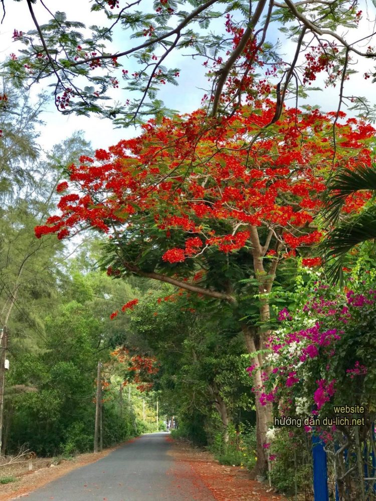 Review Côn Đảo: Tháng 5, hoa phượng nở thẫm cả khoảng trời, sẫm hơn hoa phượng ở đất liền