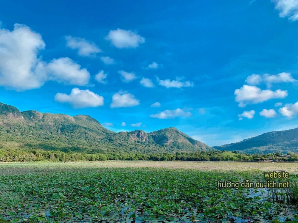 Hình ảnh đẹp nhất của hồ sen Côn Đảo (7)