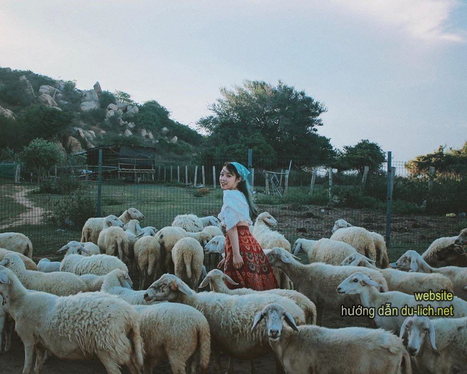Review Ninh Thuận - Đà Lạt: sống ảo cùng... cừu