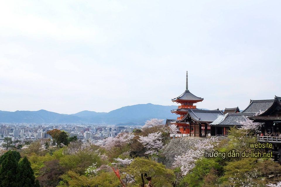 Review kinh nghiệm du lịch Nhật Bản mùa hoa anh đào nở (8)