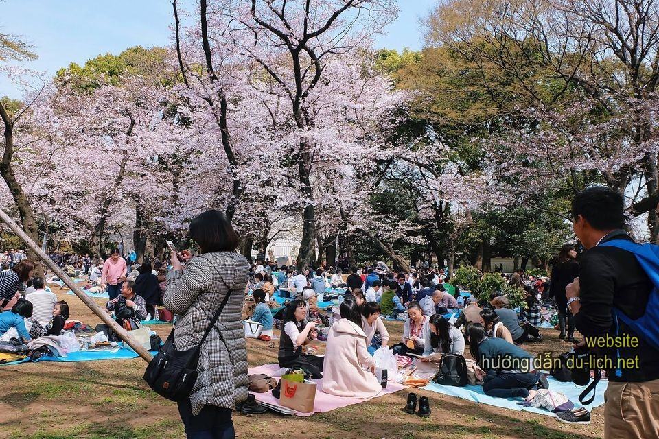 Hình ảnh mùa hoa anh đào ở Nhật: Không đi sớm thì không có chỗ để selfie ấy nha, hihi