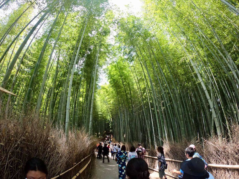 Arashiyama Bamboo Forest - Rừng trúc Arashiyama
