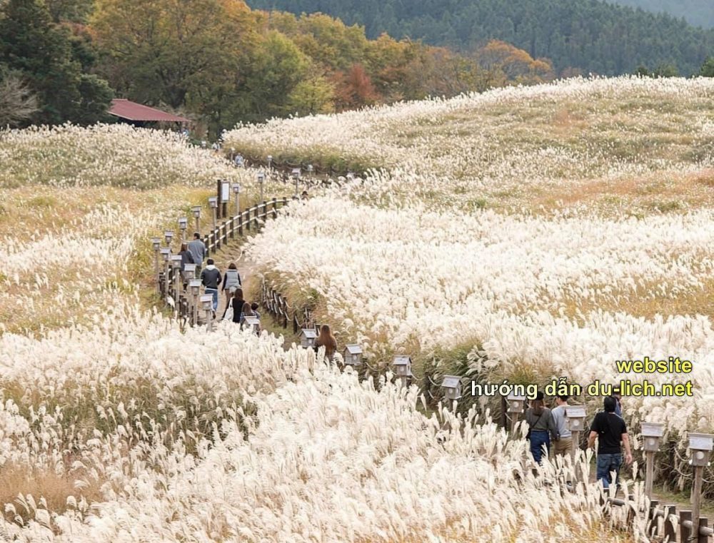 Bình nguyên lau trắng Soni ở tỉnh Nara thuộc vùng Kansai Nhật Bản