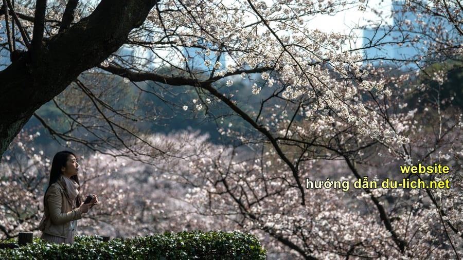 Địa điểm check-in ở Tokyo. Hình ảnh hoa anh đào ở Hoàng cung Nhật Bản (2)