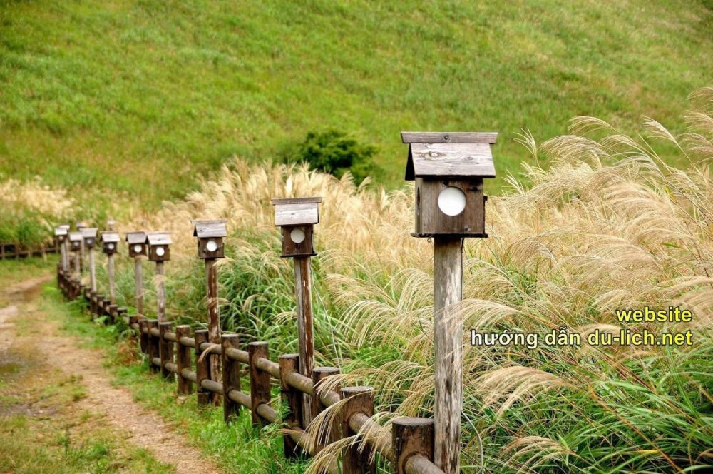 Những cột đèn đặt dọc lối đi tại cánh đồng lau Soni