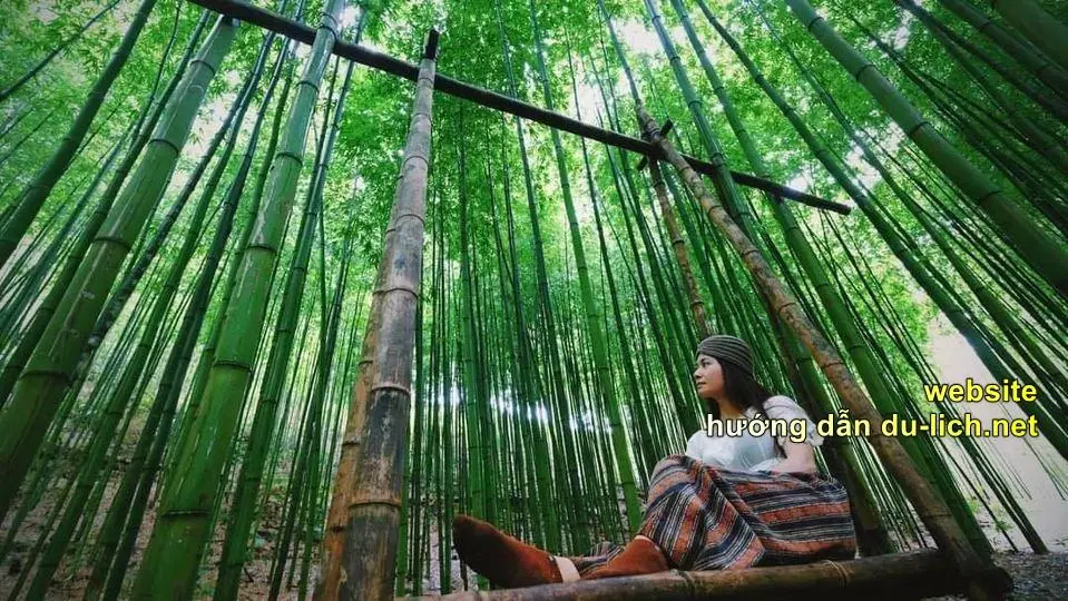 Dân phượt phát sốt săn tìm rừng trúc đẹp như phim cổ trang ở Yên Bái