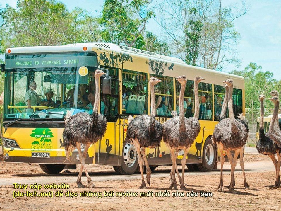 Đi tham quan Safari - mọi người lên 1 cái xe bus để đi sâu vào bên trong vườn thú hoang