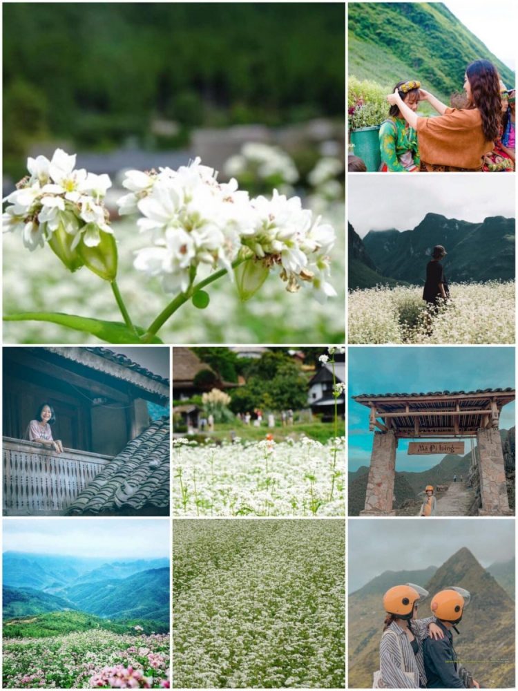 Du lịch Hà Giang mùa nào đẹp nhất? Tháng nào có nhiều hoa tam giác mạch?