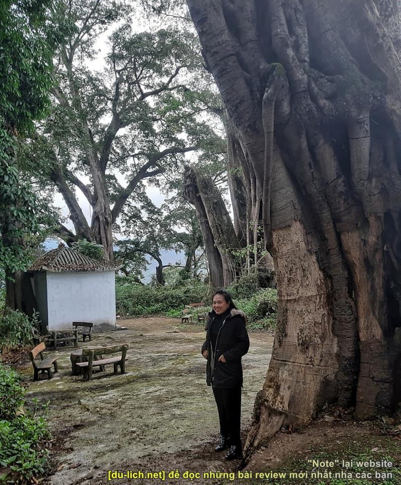 Những cây đa hàng trăm tuổi ở làng Thiên Hương