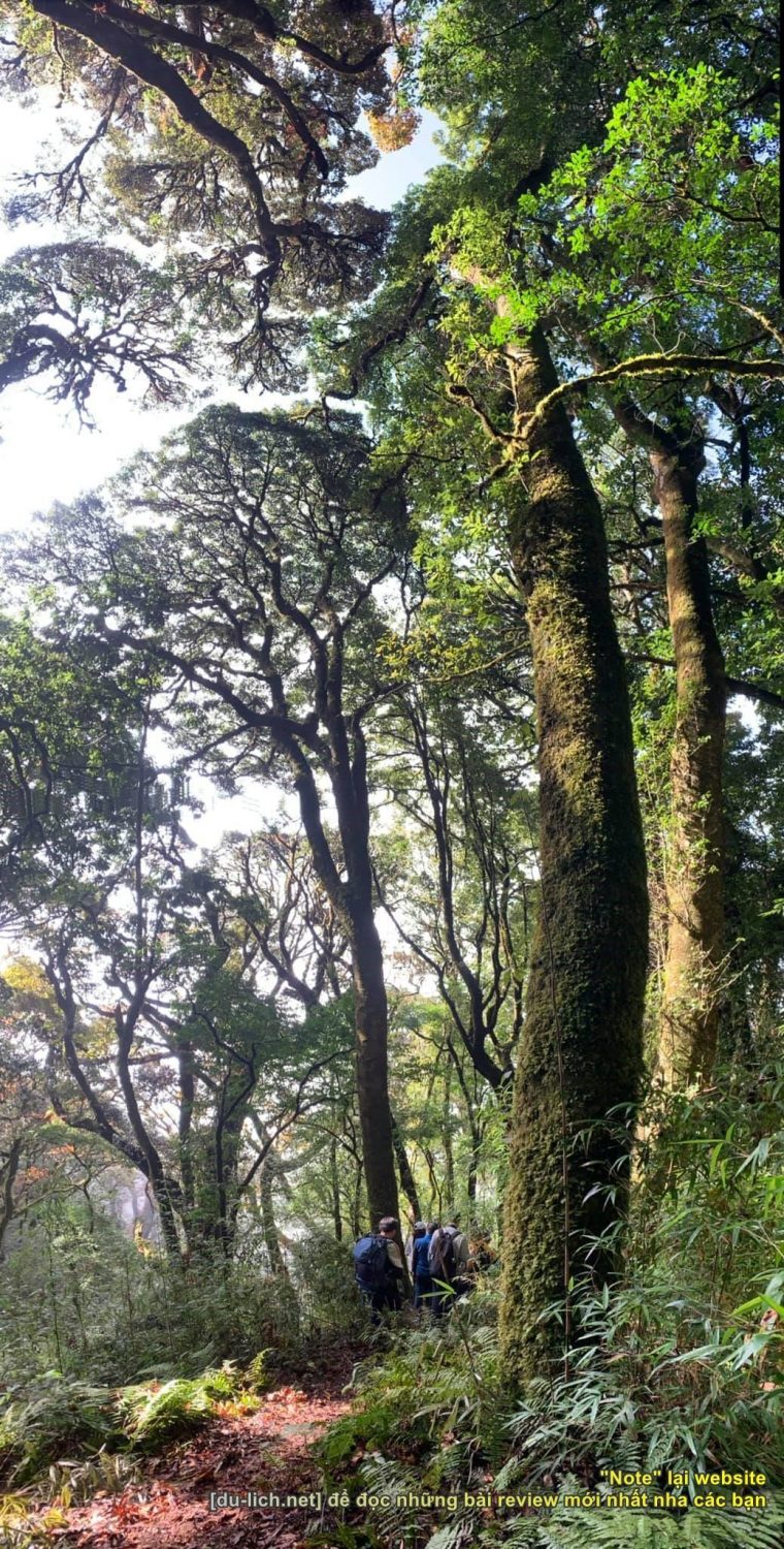 Rừng cây cổ thụ ở Lùng Cúng