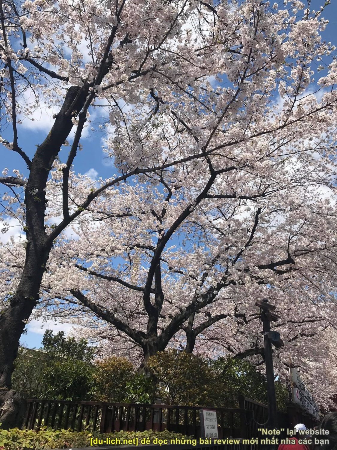Đi Oshino Hakkai mùa xuân sẽ gặp cả thảm hoa anh đào nở trắng hồng