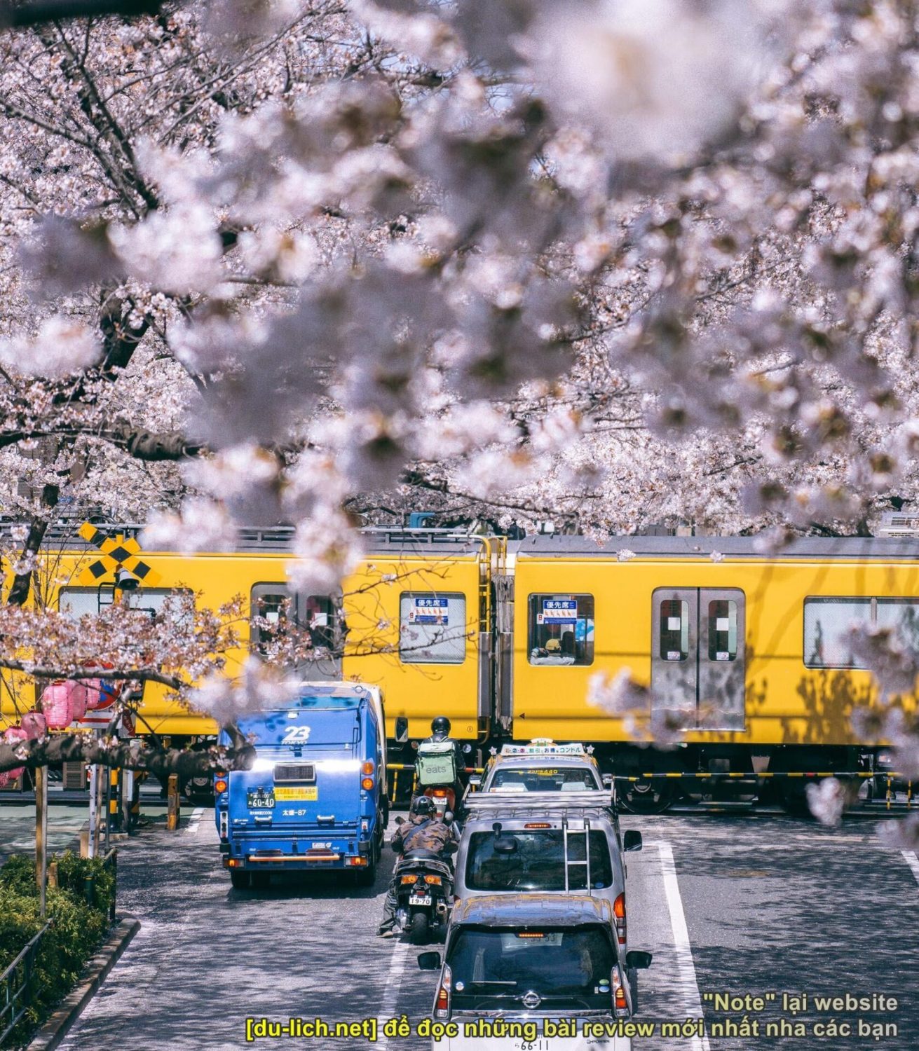 Đi tàu điện vào mùa hoa anh đào ở Nhật