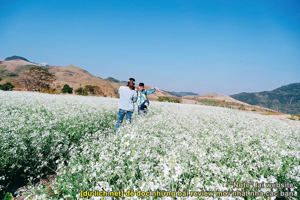 Checkin cánh đồng hoa cải trắng ở Mường Sang - Mộc Châu