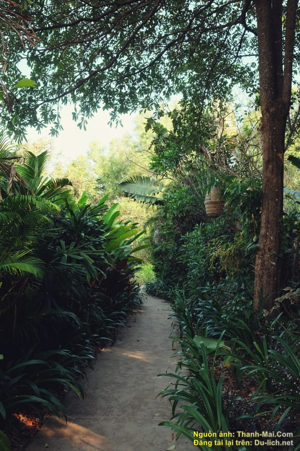 Lối đi um tùm cây lá ở Mango Bay Phú Quốc Resort